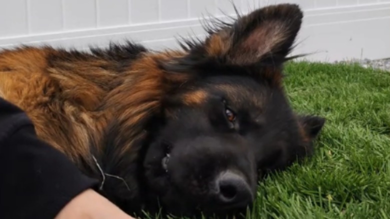 Tommy the German shepherd relaxing after a game