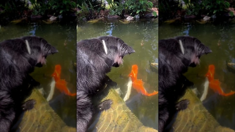 Black dog watches koi swimming around in pond
