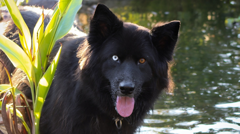 Black dog with one blue eye and one brown eye