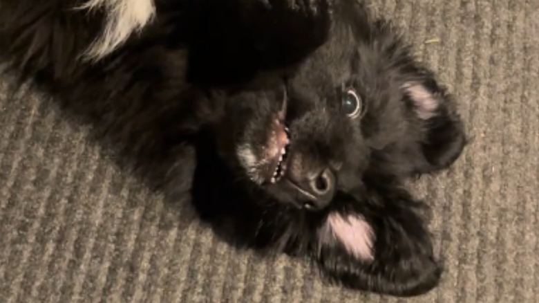 Bruno the German shepherd-Newfoundland mix from TikTok is a fluffy pup.