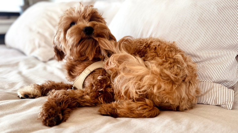 A fluffy dog holds the tip of its tail in it its mouth.