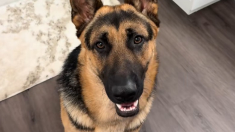 A German shepherd sitting on a wooden floor.