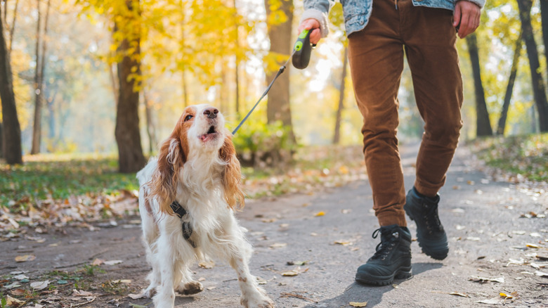 Spaniel mix barking at camera while being walked.