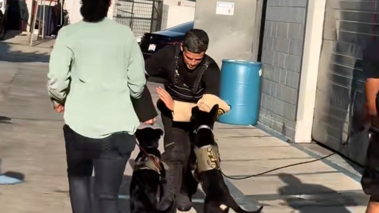 Two puppies practicing attacking