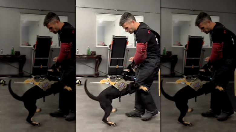 A puppy practices attacking a trainer's padded arm