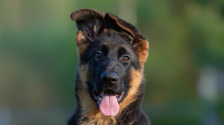 Close-up of happy-looking German shepherd puppy with tongue hanging out