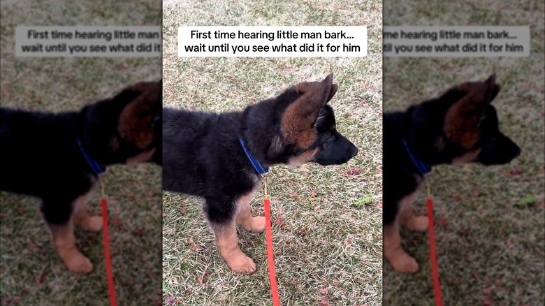 German shepherd puppy looking alert