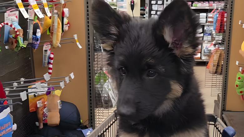 Close-up of a German shepherd puppy