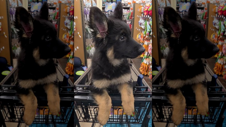 German shepherd puppy riding in a shopping cart in a pet store