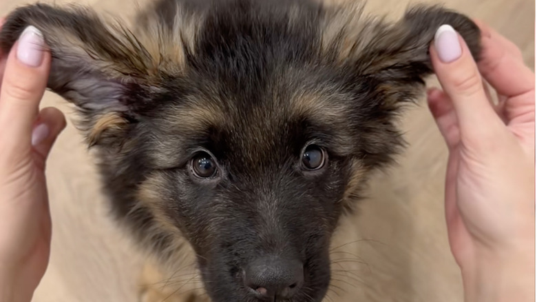 A German shepherd named Larsas on TikTok gets a shape-shifting makeover.