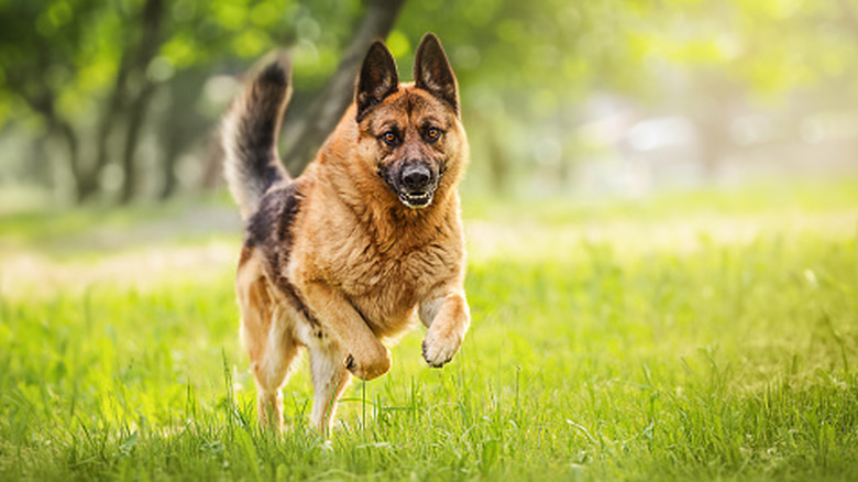 A German shepherd runs and jumps in a field.