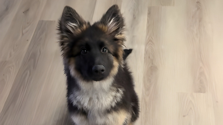 German shepherd puppy staring at camera