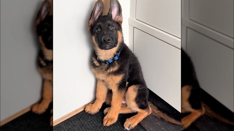 German shepherd puppy with his ears straight up