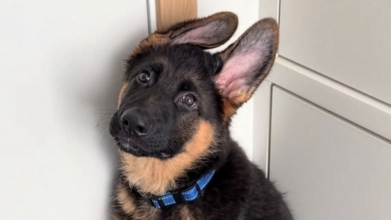 Close-up of German shepherd puppy with his ears tilted to the side
