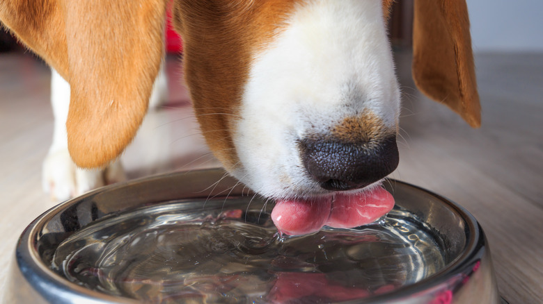 A closeup of a dog drinking out of a water bowl.
