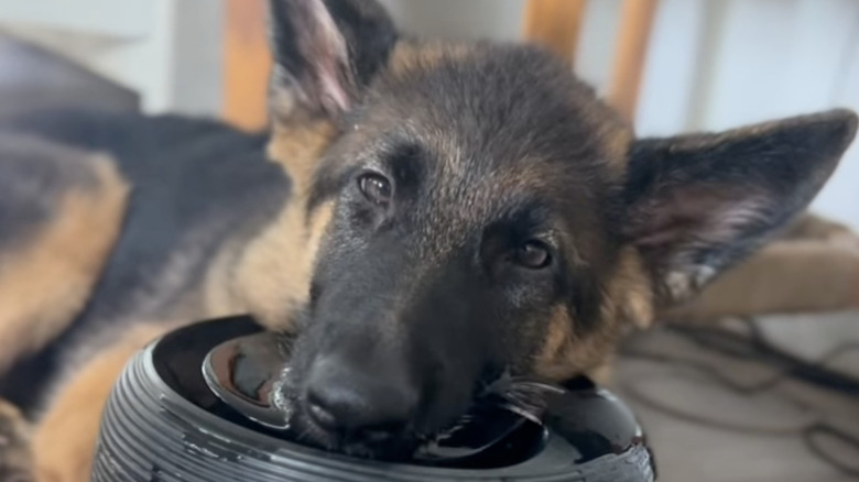 Mikasa the German shepherd puppy on Instagram sleeps on her water fountain.