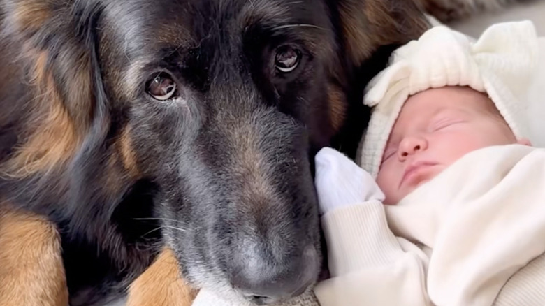 Kaos the German shepherd from TikTok is a gentle companion to baby sister.
