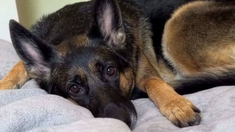 German shepherd lying on a bed