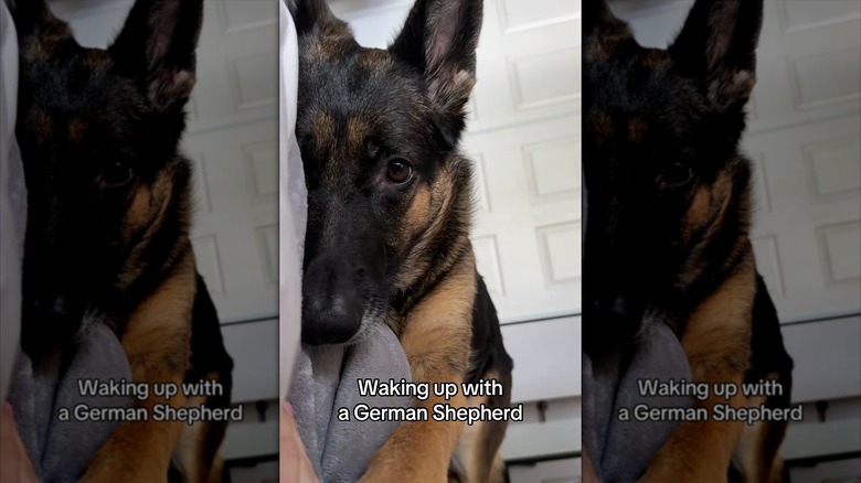 German shepherd lying on a bed