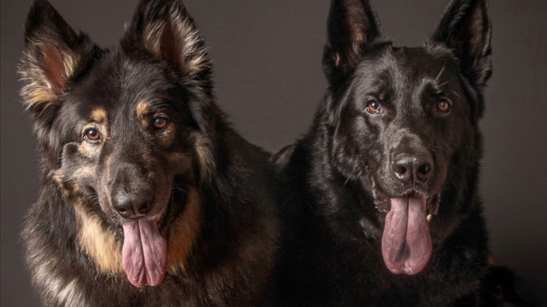 Brody and Chief the German shepherds from TikTok who make a great team.