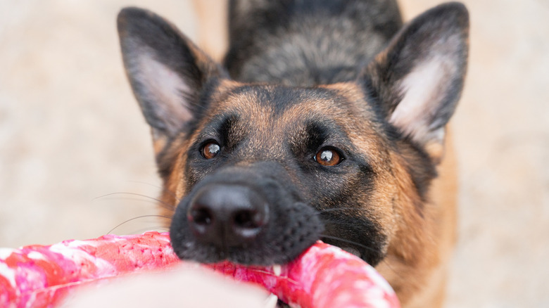 A German shepherd playing with a toy.