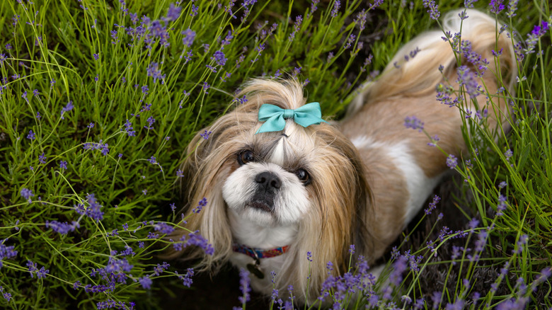 A long-haired dog with a hair bow looking up from a field of flowers.