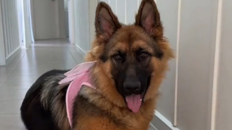 Stella the German shepherd from TikTok is known for wearing hair bows.