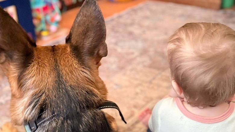 German shepherd and toddler duo sitting together