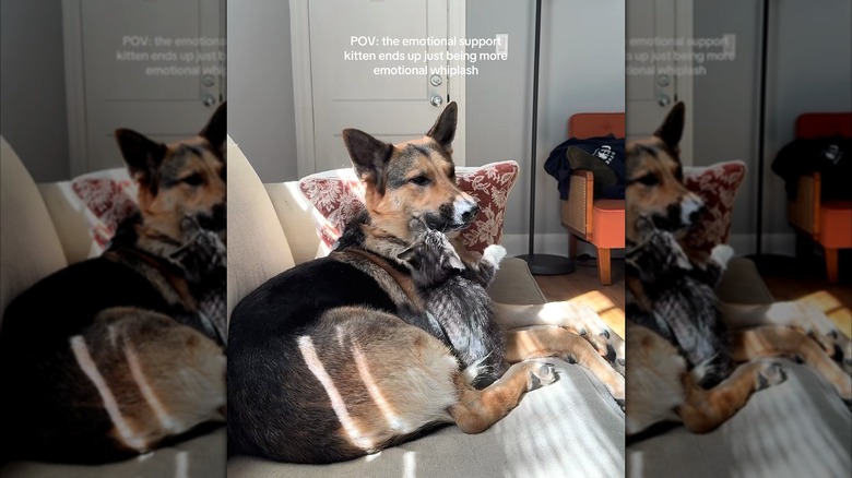 A kitten tries to wrestle with a German shepherd