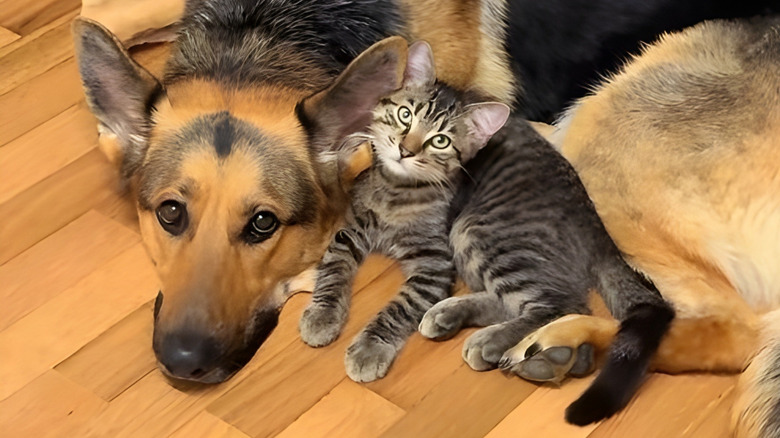 German shepherd cuddling with a kitten