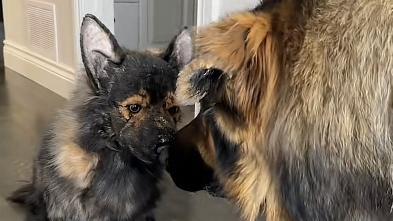 A German shepherd named Potato on TikTok faces off with a stuffed dog.