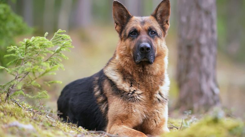 An alert German shepherd in the woods.