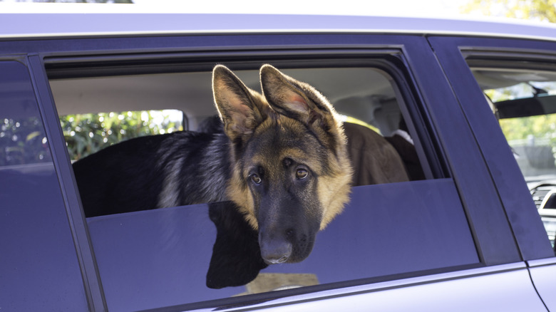 A German shepherd puppy looking out of a car window