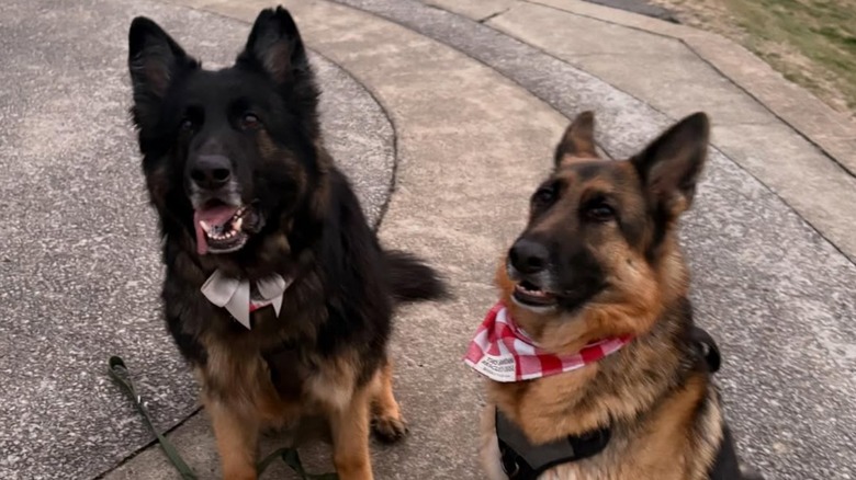 Two German shepherds sitting politely outside.