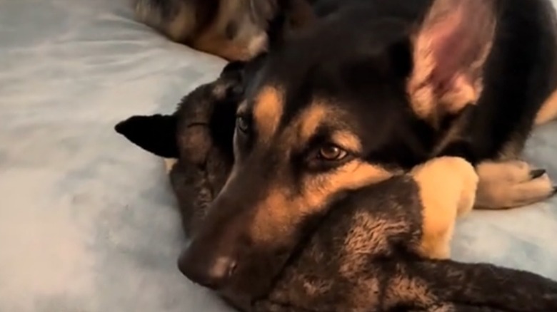 A German shepherd resting his head on a mini-me stuffed animal