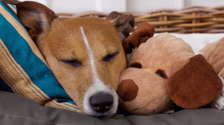 A dog cuddles up with its stuffed animal in a dog bed