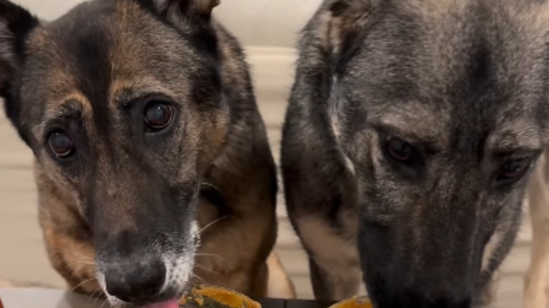 Close up of two German shepherds