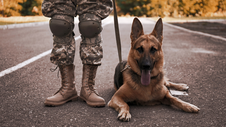 A German shepherd lying on the road next to a standing soldier.