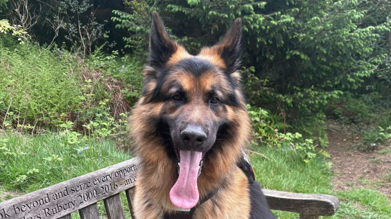 Happy German shepherd with tongue hanging out
