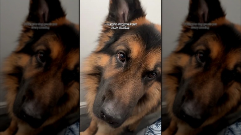 Close-up of German shepherd