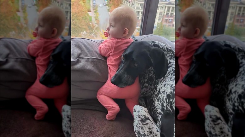 Baby and German shorthaired pointer on a couch