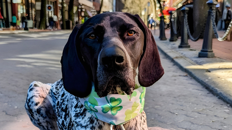 Close-up of German shorthaired pointer staring at the camera