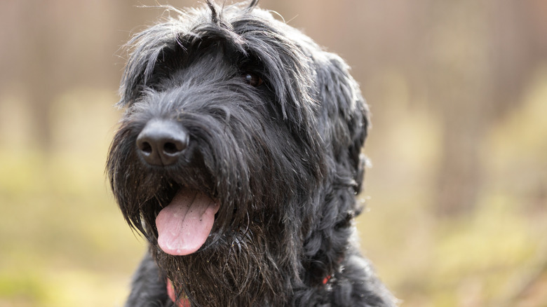 Close up of a giant schnauzer