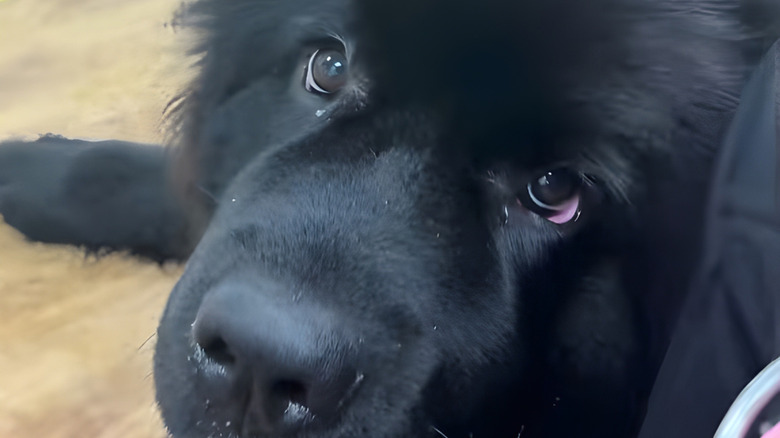 Close-up of Newfoundland dog staring at the camera