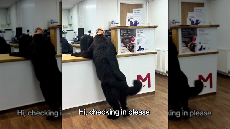 Newfoundland dog standing on hind legs, demanding attention from vet staff