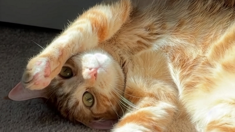 Ginger cat lying on her back with her paws in the air