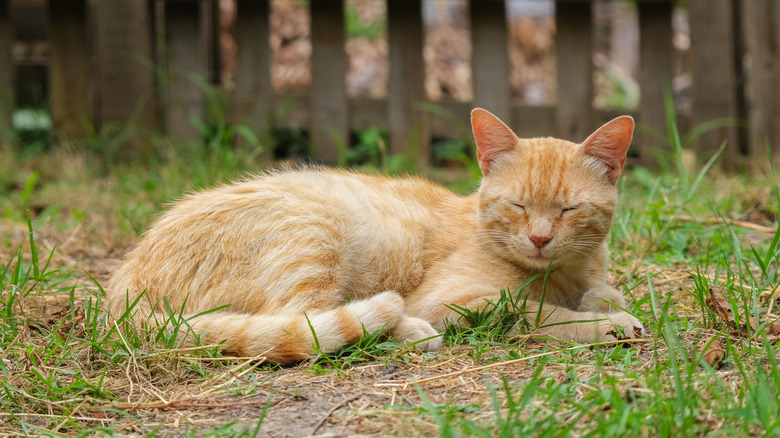 Ginger cat with eyes closed lying in the grass