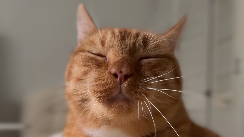 Content-looking ginger cat