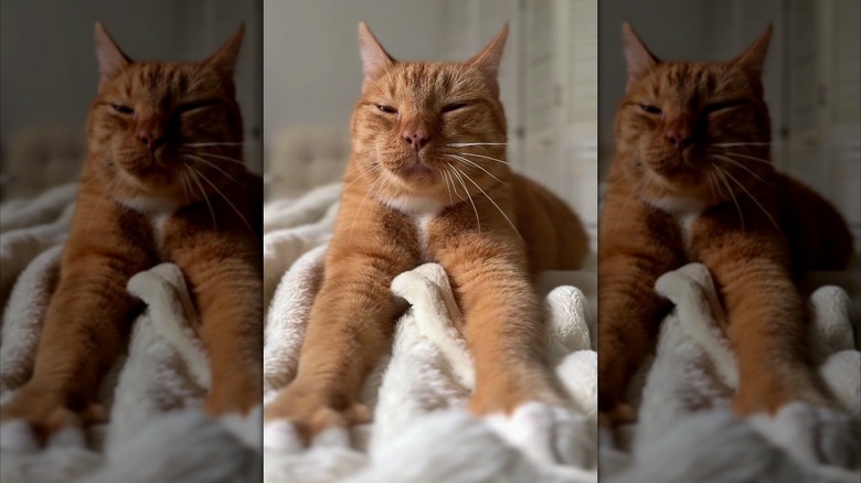Content-looking ginger cat with his front paws stretched out
