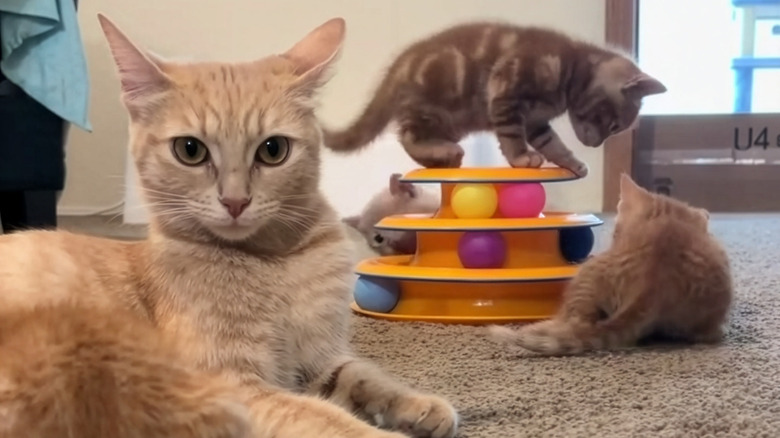 Ginger mama cat looking annoyed with three ginger kittens playing behind her